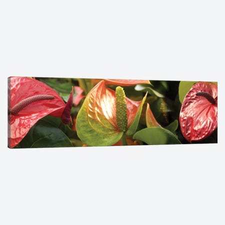 Close-Up Of Anthurium Plant I Canvas Print #PIM14358} by Panoramic Images Canvas Print