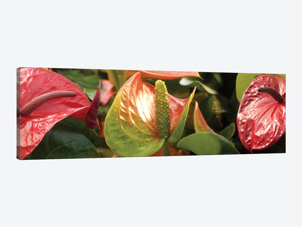 Close-Up Of Anthurium Plant I by Panoramic Images 1-piece Canvas Print