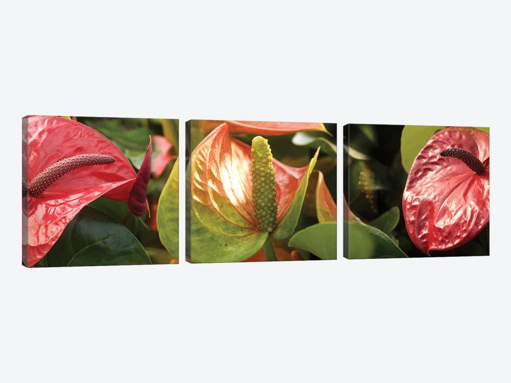 Close-Up Of Anthurium Plant I by Panoramic Images 3-piece Canvas Print