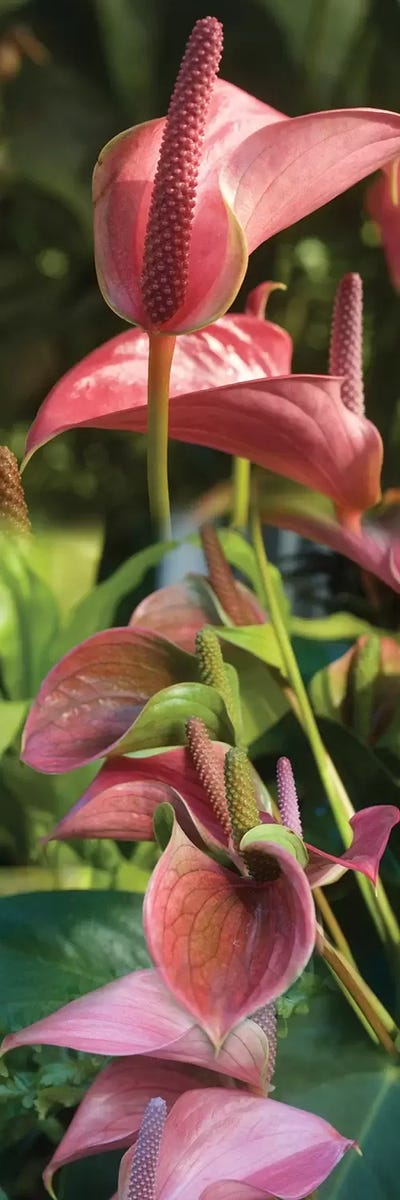 Close-Up Of Anthurium Plant II by Panoramic Images canvas print
