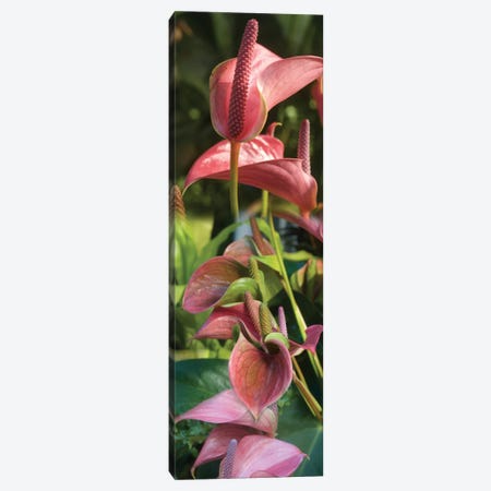 Close-Up Of Anthurium Plant II Canvas Print #PIM14359} by Panoramic Images Canvas Art Print