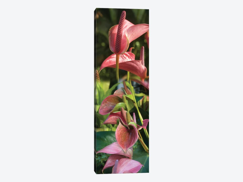 Close-Up Of Anthurium Plant II by Panoramic Images 1-piece Canvas Art