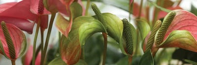Close-Up Of Anthurium Plant III by Panoramic Images canvas print