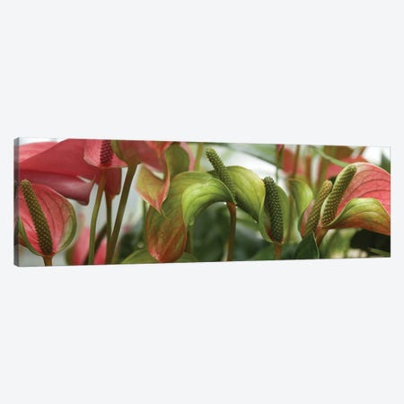 Close-Up Of Anthurium Plant III Canvas Print #PIM14360} by Panoramic Images Canvas Artwork