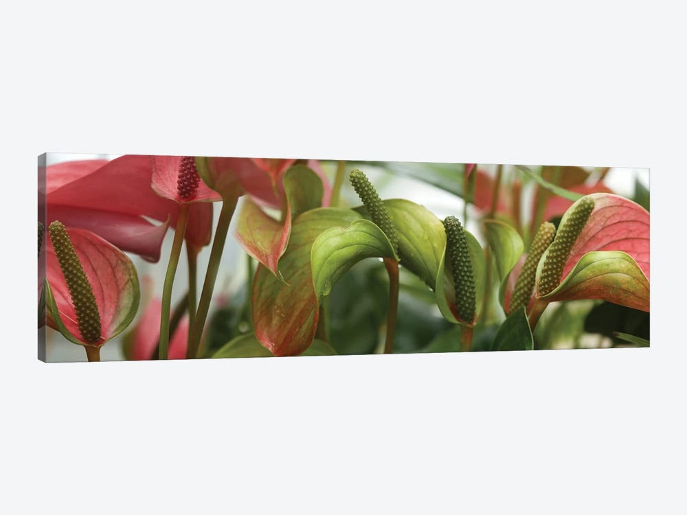 Close-Up Of Anthurium Plant III by Panoramic Images 1-piece Canvas Art