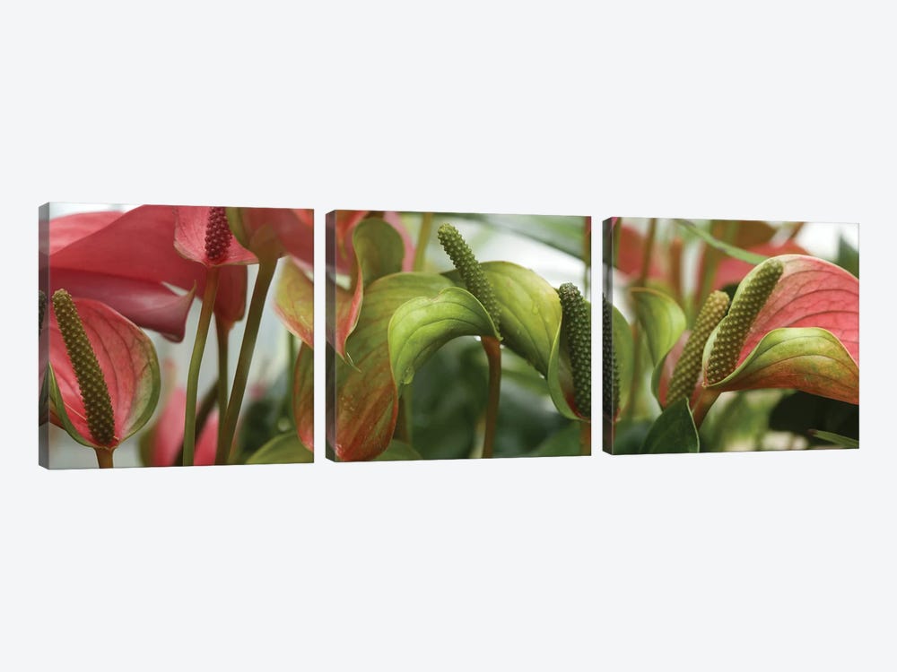 Close-Up Of Anthurium Plant III by Panoramic Images 3-piece Canvas Artwork