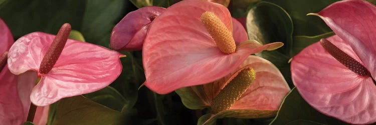 Close-Up Of Anthurium Plant IV by Panoramic Images wall art