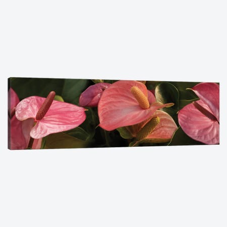 Close-Up Of Anthurium Plant IV Canvas Print #PIM14361} by Panoramic Images Canvas Art