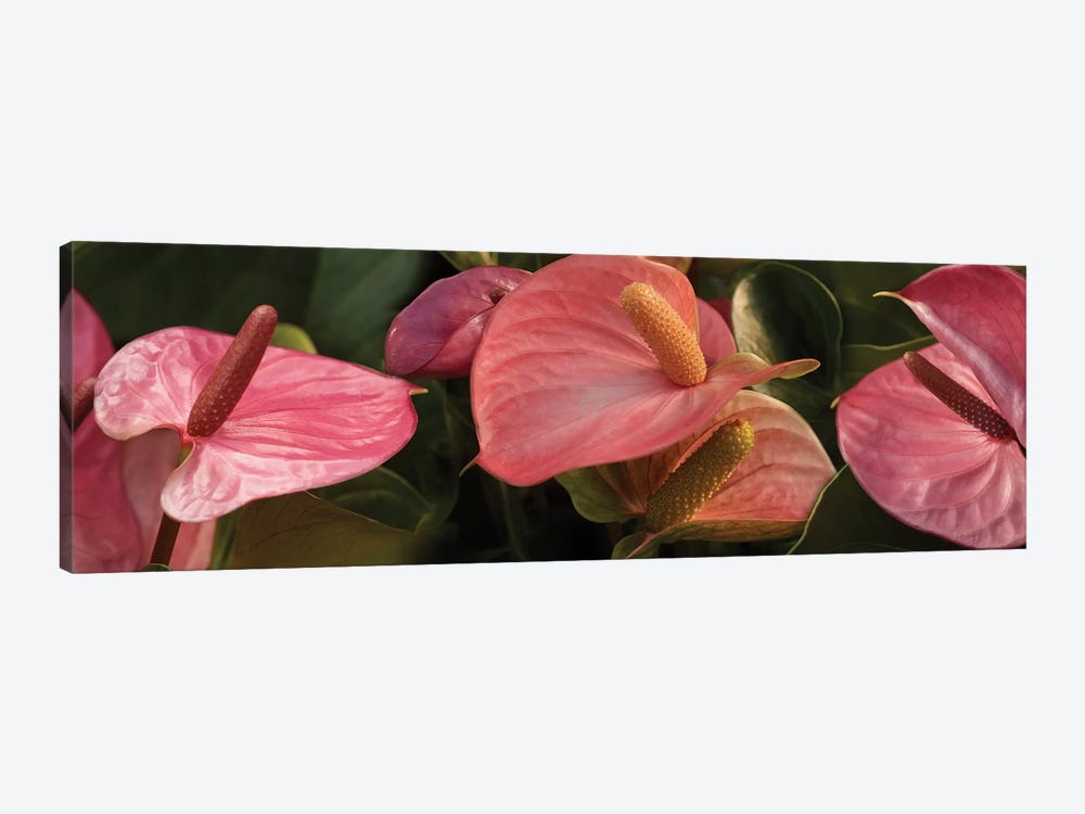 Close-Up Of Anthurium Plant IV by Panoramic Images 1-piece Canvas Art Print