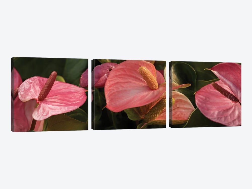 Close-Up Of Anthurium Plant IV by Panoramic Images 3-piece Canvas Art Print