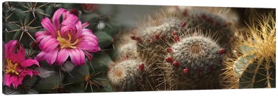 Close-Up Of Assorted Cactus Plants I Canvas Art Print - Cactus Art