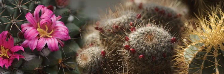 Close-Up Of Assorted Cactus Plants I by Panoramic Images wall art
