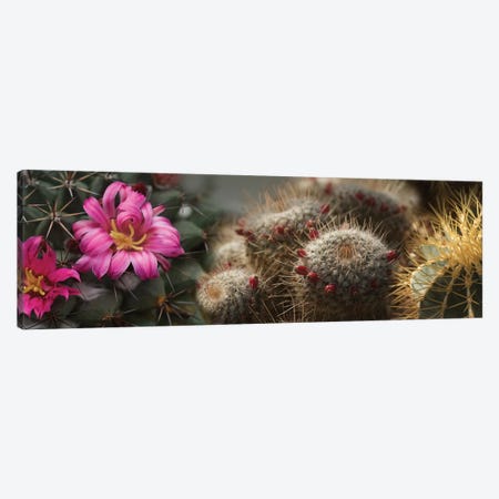 Close-Up Of Assorted Cactus Plants I Canvas Print #PIM14362} by Panoramic Images Canvas Wall Art