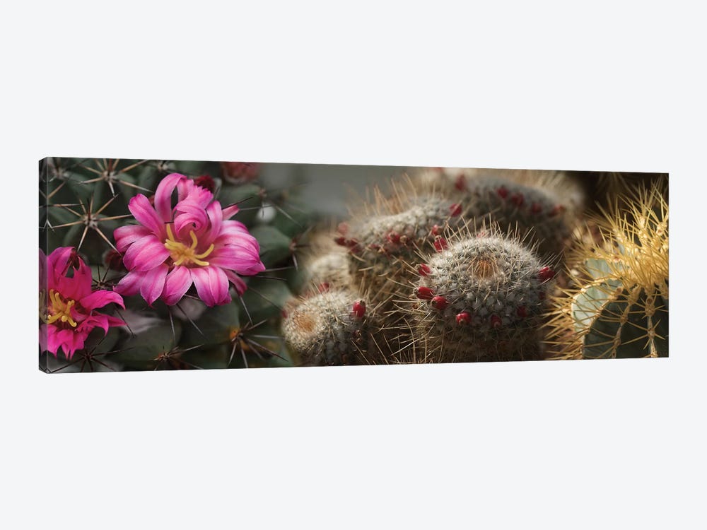 Close-Up Of Assorted Cactus Plants I by Panoramic Images 1-piece Canvas Art