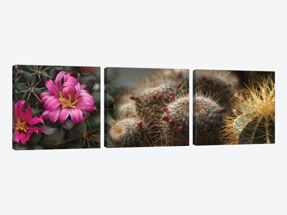 Close-Up Of Assorted Cactus Plants I by Panoramic Images 3-piece Canvas Wall Art
