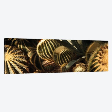 Close-Up Of Assorted Cactus Plants II Canvas Print #PIM14363} by Panoramic Images Canvas Artwork