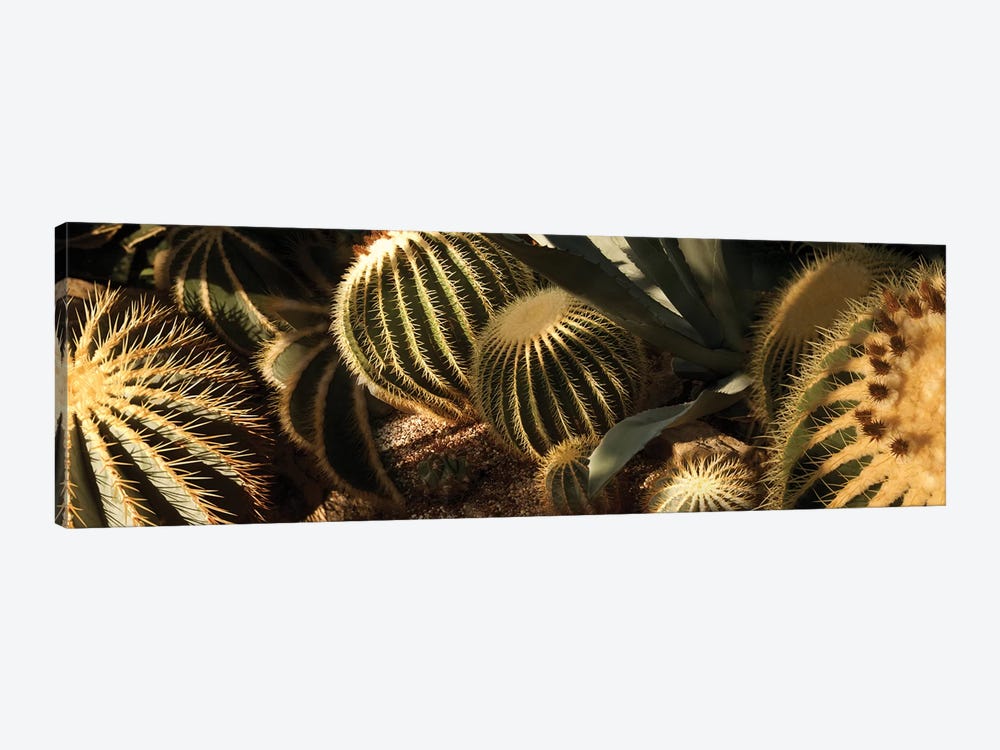 Close-Up Of Assorted Cactus Plants II by Panoramic Images 1-piece Canvas Art Print
