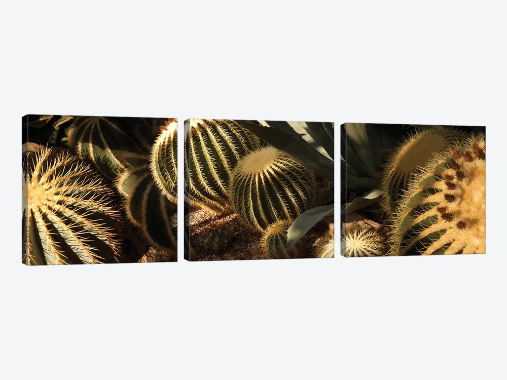 Close-Up Of Assorted Cactus Plants II by Panoramic Images 3-piece Canvas Print