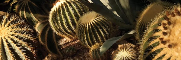 Still Life Photography: Close-Up Of Assorted Cactus Plants II by Panoramic Images