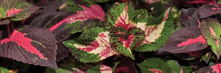 Close-Up Of Assorted Coleus Leaves