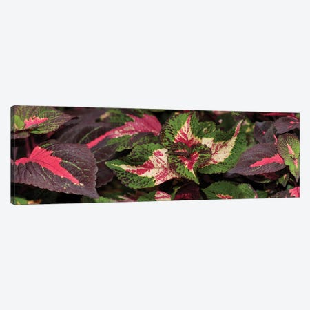 Close-Up Of Assorted Coleus Leaves Canvas Print #PIM14364} by Panoramic Images Canvas Print