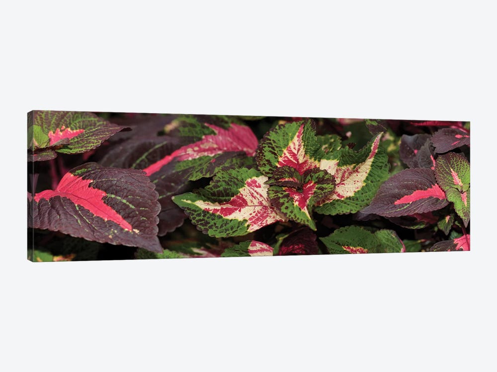 Close-Up Of Assorted Coleus Leaves by Panoramic Images 1-piece Canvas Wall Art