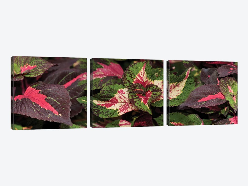 Close-Up Of Assorted Coleus Leaves by Panoramic Images 3-piece Canvas Art