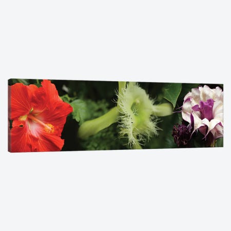 Close-Up Of Assorted Colorful Flowers Canvas Print #PIM14365} by Panoramic Images Canvas Print