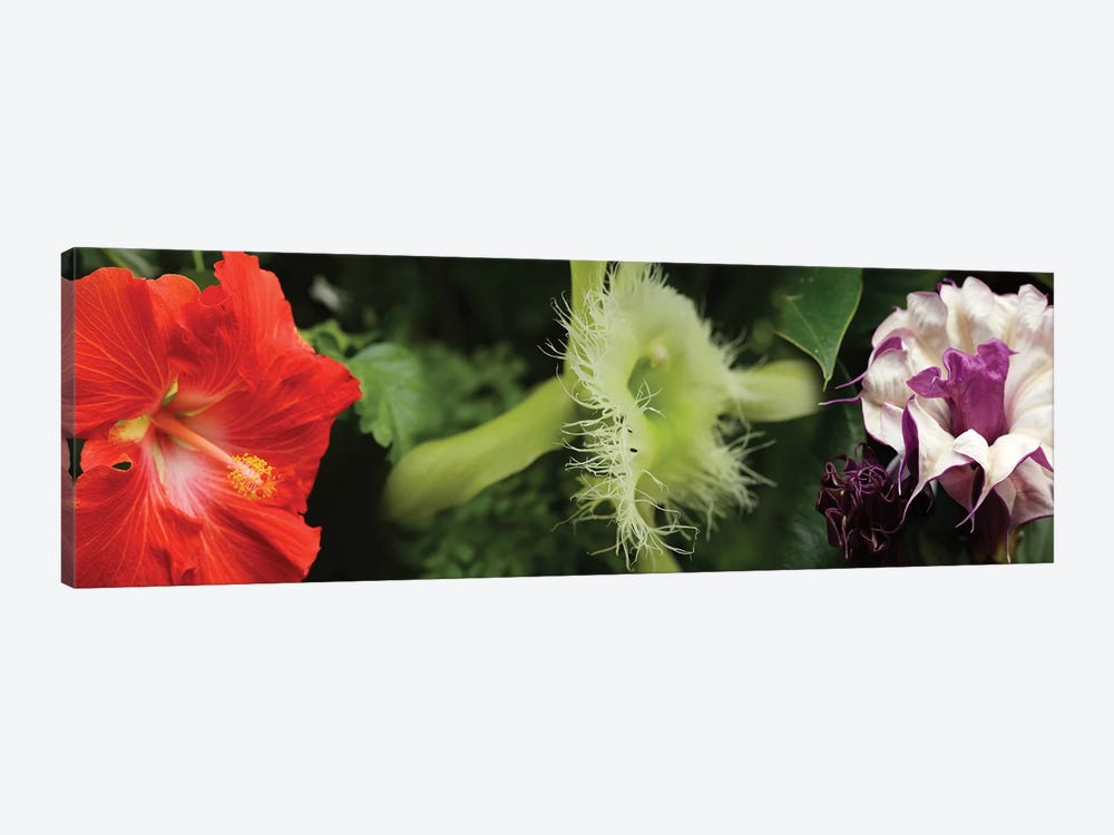 Close-Up Of Assorted Colorful Flowers by Panoramic Images 1-piece Canvas Print
