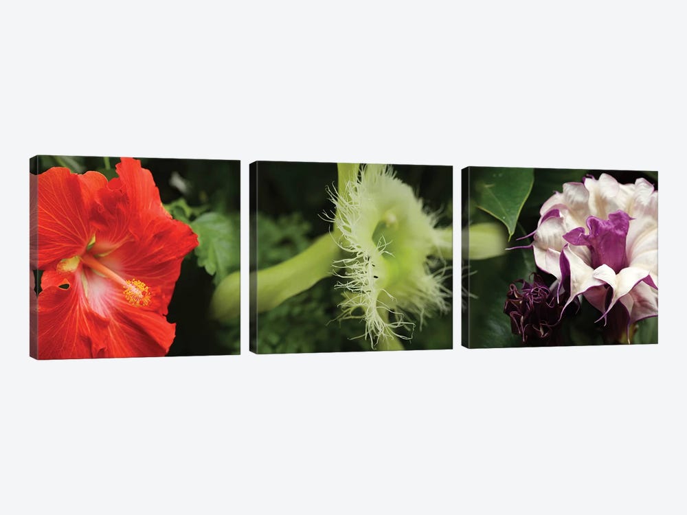 Close-Up Of Assorted Colorful Flowers by Panoramic Images 3-piece Canvas Print