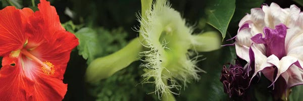 Close-Up Of Assorted Colorful Flowers