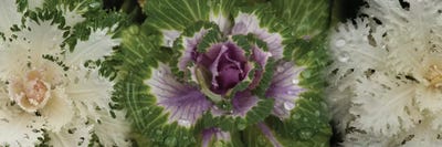 Close-Up Of Assorted Kale Flowers I by Panoramic Images canvas print