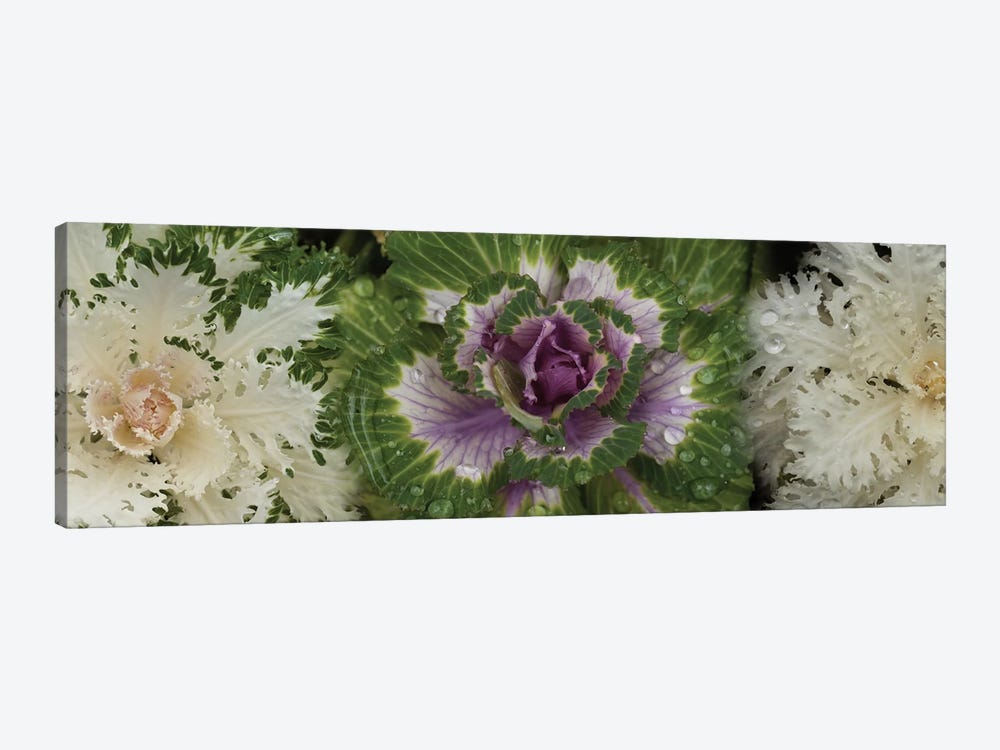 Close-Up Of Assorted Kale Flowers I by Panoramic Images 1-piece Canvas Art