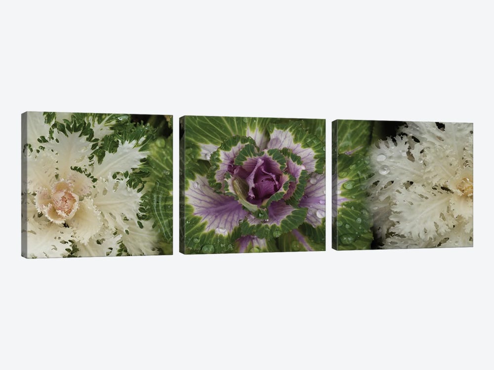 Close-Up Of Assorted Kale Flowers I by Panoramic Images 3-piece Canvas Artwork
