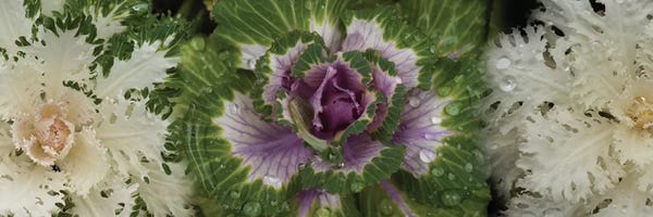 Close-Up Of Assorted Kale Flowers I