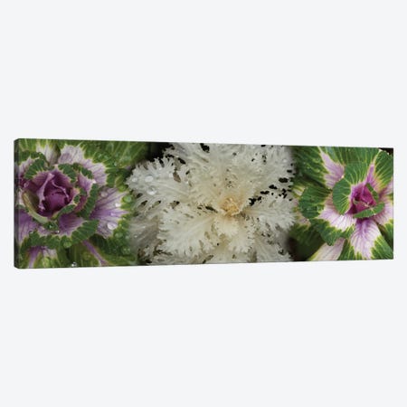 Close-Up Of Assorted Kale Flowers II Canvas Print #PIM14367} by Panoramic Images Canvas Print