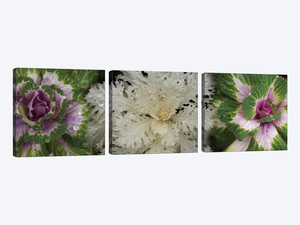 Close-Up Of Assorted Kale Flowers II by Panoramic Images 3-piece Art Print