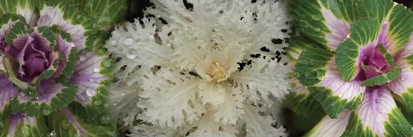 Close-Up Of Assorted Kale Flowers II