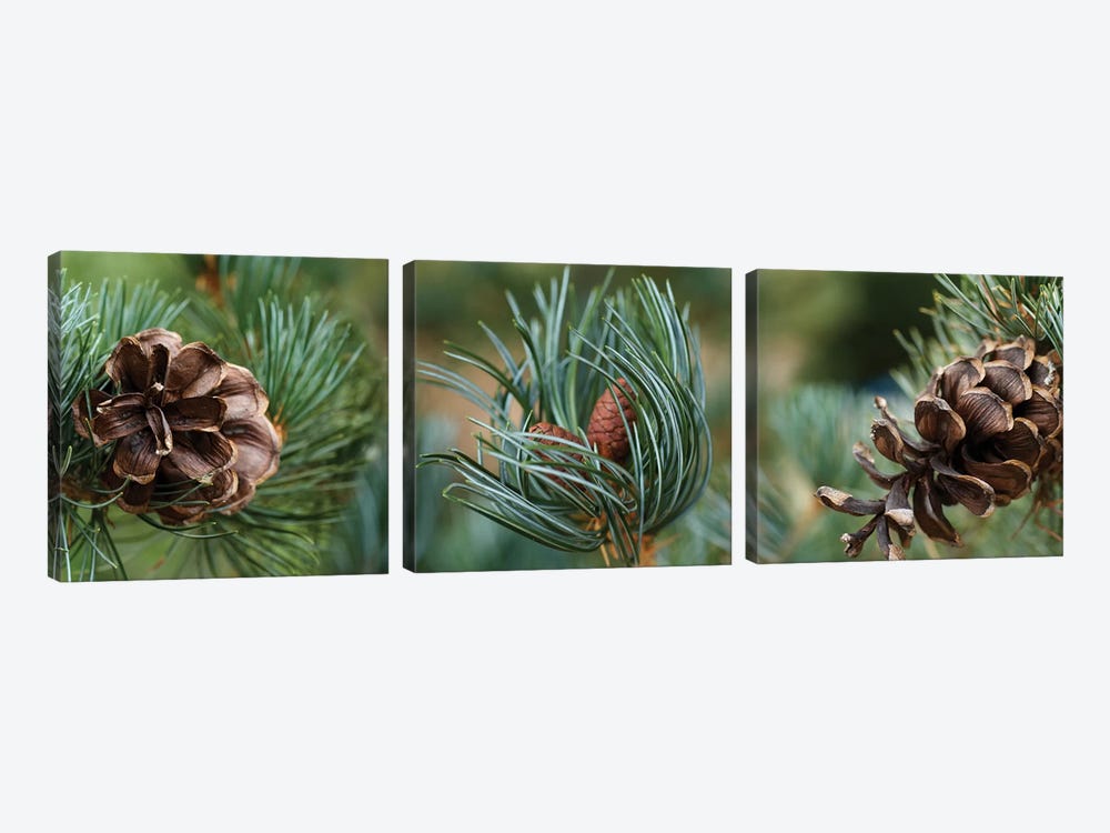 Close-Up Of Assorted Pine Cones Plants by Panoramic Images 3-piece Canvas Artwork