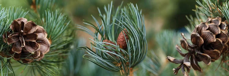 Close-Up Of Assorted Pine Cones Plants