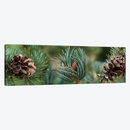 Close-Up Of Assorted Pine Cones Plants Canvas Print #PIM14371} by Panoramic Images Canvas Print