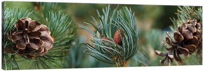 Close-Up Of Assorted Pine Cones Plants Canvas Art Print - Pine Tree Art