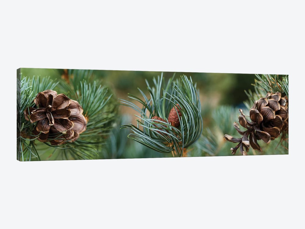 Close-Up Of Assorted Pine Cones Plants by Panoramic Images 1-piece Canvas Artwork