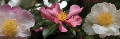Close-Up Of Assorted Rhododendron Flowers I by Panoramic Images canvas print