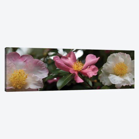 Close-Up Of Assorted Rhododendron Flowers I Canvas Print #PIM14373} by Panoramic Images Canvas Print