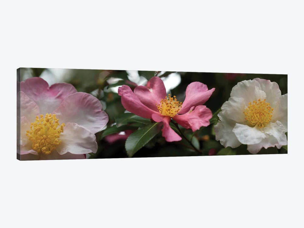 Close-Up Of Assorted Rhododendron Flowers I by Panoramic Images 1-piece Canvas Wall Art