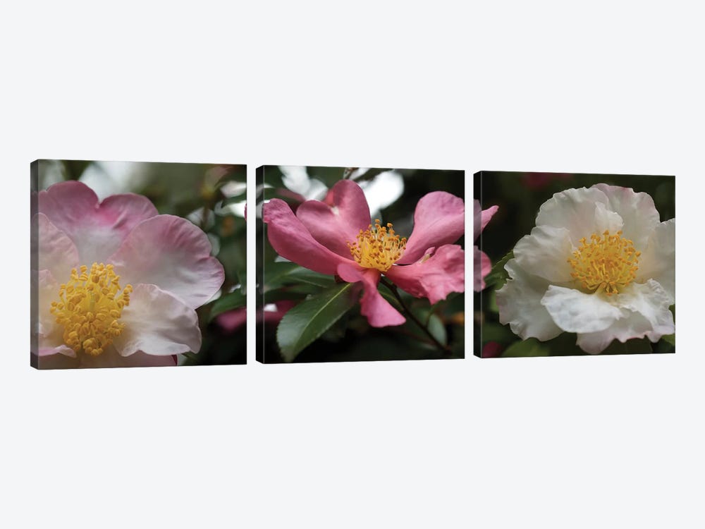 Close-Up Of Assorted Rhododendron Flowers I by Panoramic Images 3-piece Canvas Wall Art
