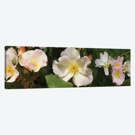 Close-Up Of Assorted Rhododendron Flowers II Canvas Print #PIM14374} by Panoramic Images Canvas Artwork