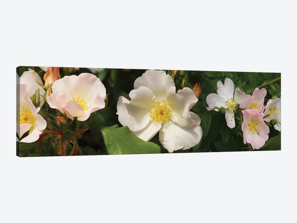 Close-Up Of Assorted Rhododendron Flowers II by Panoramic Images 1-piece Art Print