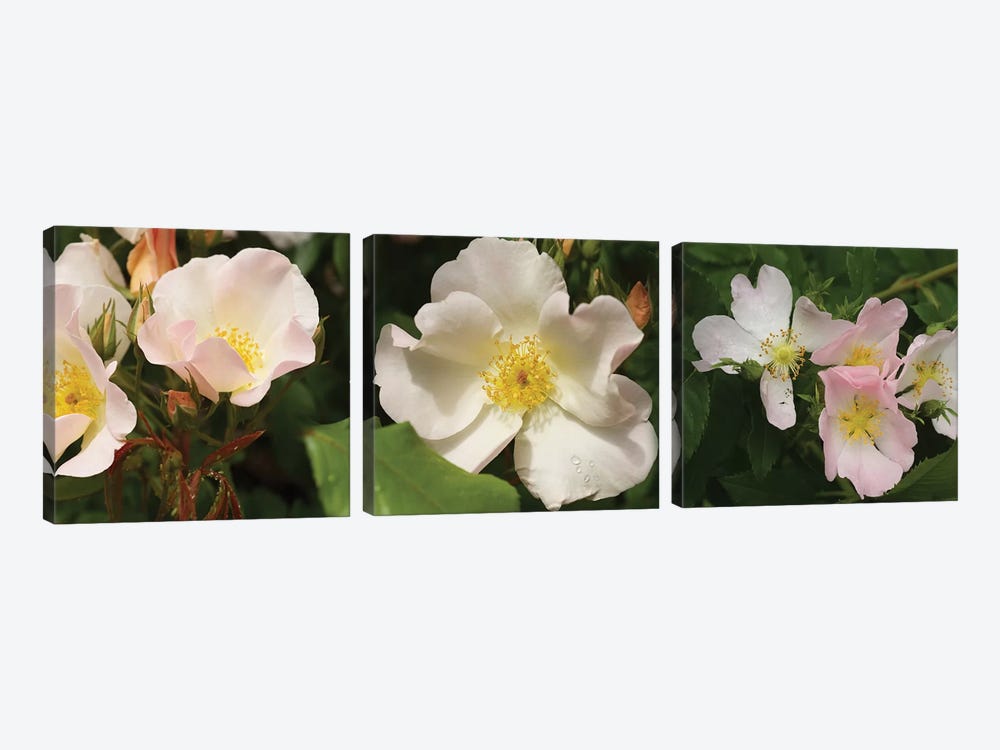 Close-Up Of Assorted Rhododendron Flowers II by Panoramic Images 3-piece Art Print